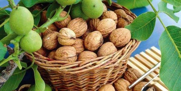 کاهش 50 درصدی خطر بیماری قلبی با مصرف گردو